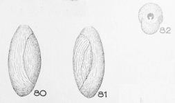 Triloculina propinqua Terquem Em. Le Calvez, 1947, author: Le Coze, François