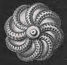 Lagena milletti Haeckel, 1904 Lagena milletti Haeckel, 1904