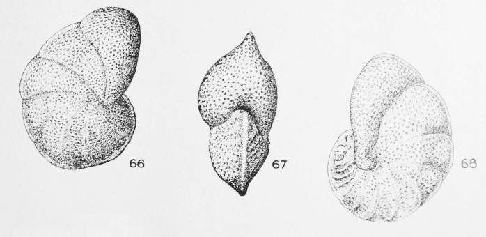 Anomalina auris Le Calvez, 1949 Anomalina auris Le Calvez, 1949