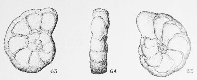 Anomalina claustrata (Terquem, 1882) Anomalina claustrata (Terquem, 1882)