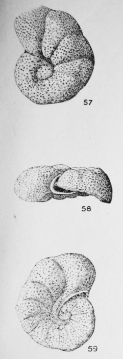 Cibicides robustus Le Calvez, 1949 Cibicides robustus Le Calvez, 1949