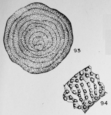 Cycloloculina punctata (Terquem, 1882) Cycloloculina punctata (Terquem, 1882)