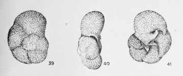 Discorbis bractifera Le Calvez, 1949, author: Le Coze, François