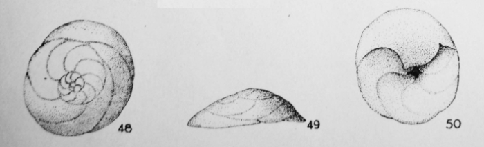 Discorbis humilis Le Calvez, 1949 Discorbis humilis Le Calvez, 1949
