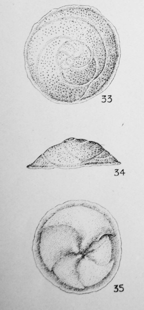Discorbis obvoluta (Terquem, 1882) Discorbis obvoluta (Terquem, 1882)