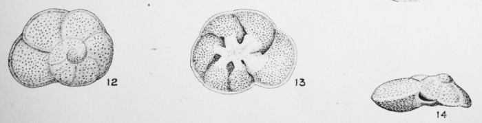 Discorbis propinqua (Terquem, 1882) Discorbis propinqua (Terquem, 1882)