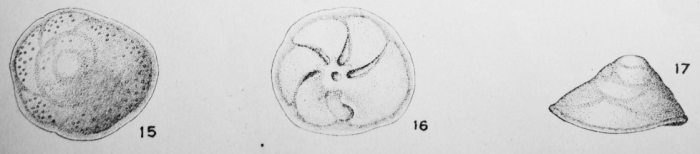 Discorbis rotata (Terquem, 1882) Discorbis rotata (Terquem, 1882)