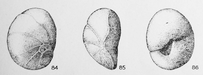Lamarckina ovula Le Calvez, 1949 Lamarckina ovula Le Calvez, 1949