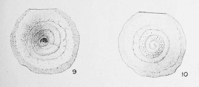 Patellina lucida Le Calvez, 1949 Patellina lucida Le Calvez, 1949
