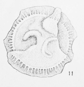 Patellina nitida Terquem Em. Le Calvez, 1949 Patellina nitida Terquem Em. Le Calvez, 1949