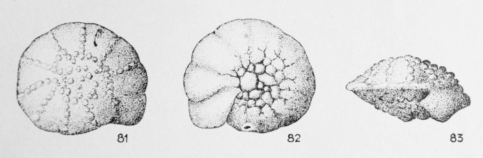 Rotalia septifera (Terquem, 1882) Rotalia septifera (Terquem, 1882)
