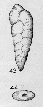 Bolivina pulchra Le Calvez, 1950 Bolivina pulchra Le Calvez, 1950