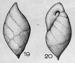 Buliminella bullina Le Calvez, 1950 Buliminella bullina Le Calvez, 1950