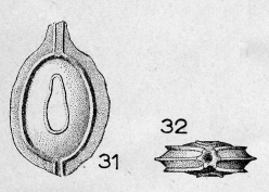 Entosolenia bicarinata (Terquem) em. Le Calvez, 1950 Entosolenia bicarinata (Terquem) em. Le Calvez, 1950