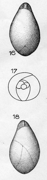 Globulina gravida (Terquem, 1878) Globulina gravida (Terquem, 1878)