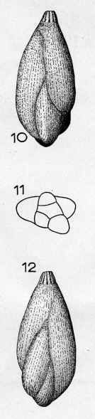 Guttulina spicaeformis var. parisiensis Le Calvez, 1950 Guttulina spicaeformis var. parisiensis Le Calvez, 1950