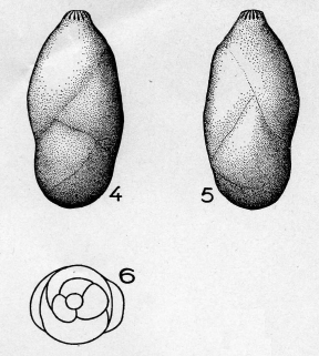 Pyrulina polita (Terquem, 1882) Pyrulina polita (Terquem, 1882)