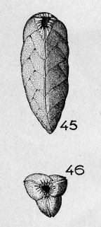 Reussella elongata (Terquem, 1882) Reussella elongata (Terquem, 1882)