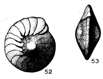 Amphistegina abrardi Le Calvez, 1952 Amphistegina abrardi Le Calvez, 1952