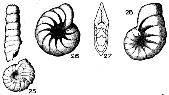 Dendritina depressa (Lamarck, 1804)