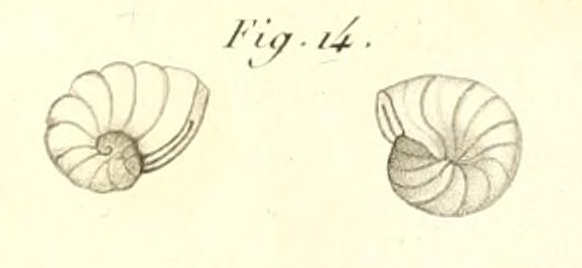 Spirolinites depressa Lamarck, 1804 Spirolinites depressa Lamarck, 1804