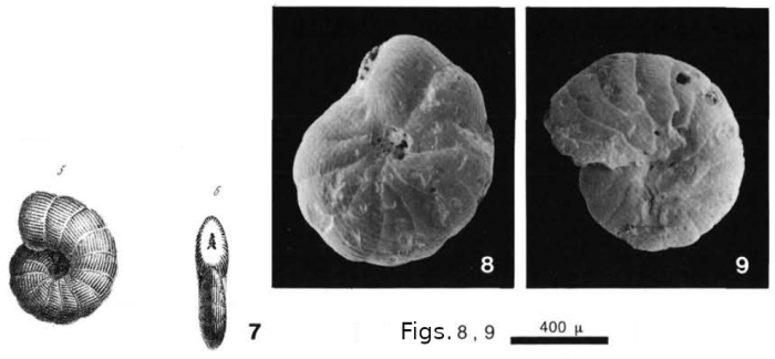 Dendritina elegans d'Orbigny, 1846 Dendritina elegans d'Orbigny, 1846