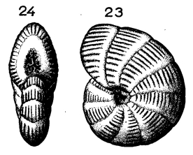 Dendritina elegans d'Orbigny, 1846 Dendritina elegans d'Orbigny, 1846