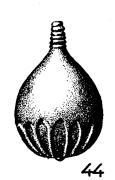 Lagena florida Terquem, 1882 Lagena florida Terquem, 1882