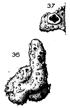 Sinzowella variabilis Le Calvez, 1952 Sinzowella variabilis Le Calvez, 1952