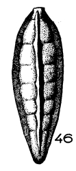Siphogenerina sinuata (Terquem, 1882) Siphogenerina sinuata (Terquem, 1882)