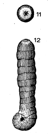 Spirolina cylindracea (Lamarck, 1804) Spirolina cylindracea (Lamarck, 1804)