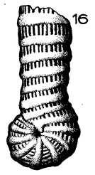 Spirolina striata d'Orbigny, 1850 Spirolina striata d'Orbigny, 1850