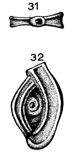 Spirophthalmidium alatum (Terquem, 1882) Spirophthalmidium alatum (Terquem, 1882)