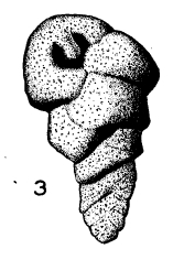 Valvulina angulosa Le Calvez, 1952 Valvulina angulosa Le Calvez, 1952