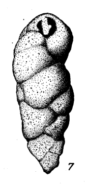 Valvulina pupa d'Orbigny, 1850 Valvulina pupa d'Orbigny, 1850