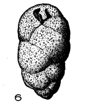 Valvulina terquemi Le Calvez, 1952 Valvulina terquemi Le Calvez, 1952