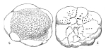 JPG file