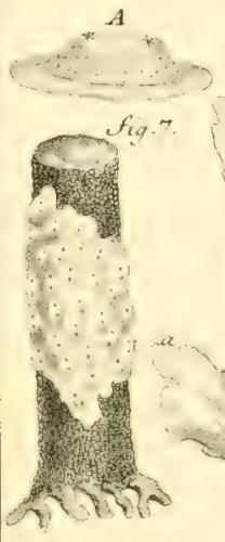 Alcyonium ascidioides = Distomus variolosus Alcyonium ascidioides = Distomus variolosus
