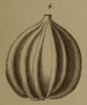 Lagena acuticosta Reuss, 1862 Lagena acuticosta Reuss, 1862