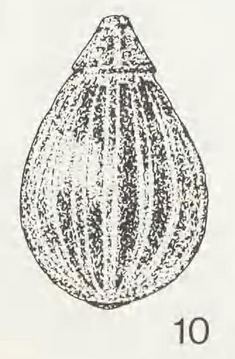 Lagena bassensis Collins, 1974 Lagena bassensis Collins, 1974
