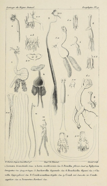 Anchorella lagenula Anchorella lagenula