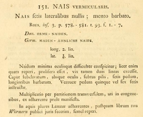 original description in Müller (1774:20) original description in Müller (1774:20)