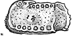 Bradleya semiarata semiarata Hornibrook, 1952 - Holotype - original description, author: de S Heitor Almeida Batista 
