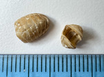 Polyplacophora