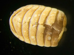 Leptochiton arcticus - dorsal view, author: Nozes, Claude