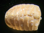 Polyplacophora