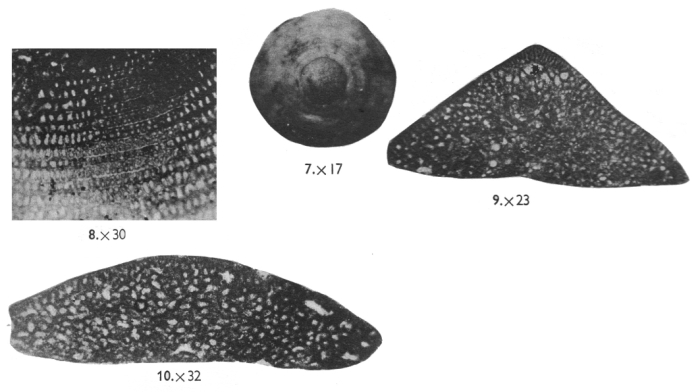 Orbitolina concava var. qatarica Henson, 1948 Orbitolina concava var. qatarica Henson, 1948