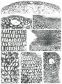 Orbitolina concava (Lamarck, 1816), author: Le Coze, Franis