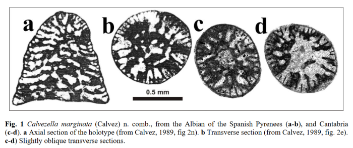 Calvezella marginata (Calvez, 1989) Calvezella marginata (Calvez, 1989)