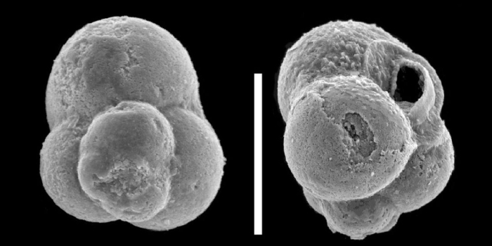 Mermaidogerina loopae Apthorpe, 2020 Mermaidogerina loopae Apthorpe, 2020